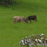 Hosner Lägenhet *